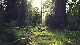 Ojet� pneumatiky � kam s nimi?