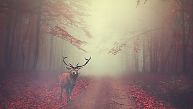 Nov� �l�nek
